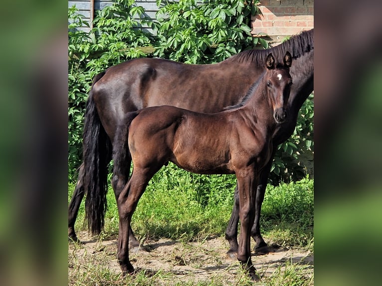 Oldenburg Stallion 1 year 16,3 hh Black in Ehrenburg