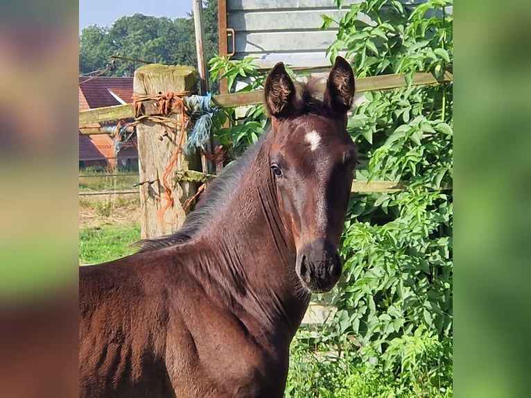 Oldenburg Stallion 1 year 16,3 hh Black in Ehrenburg