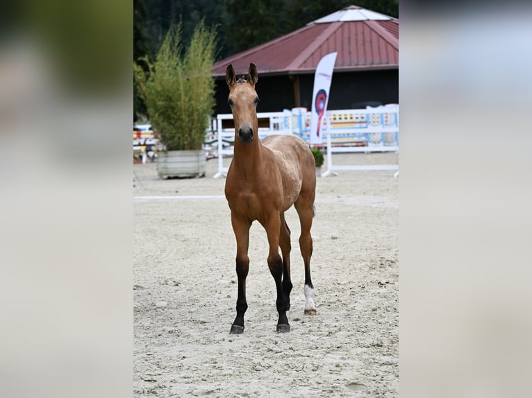 Oldenburg Stallion 1 year 16,3 hh Buckskin in Bad Füssing