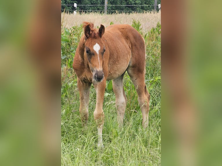 Oldenburg Stallion 1 year 16,3 hh Chestnut in Walchum