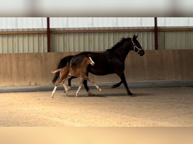 Oldenburg Stallion 1 year 16,3 hh Chestnut-Red in Berg