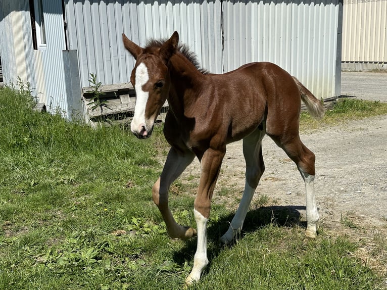 Oldenburg Stallion 1 year 16,3 hh Chestnut-Red in Berg