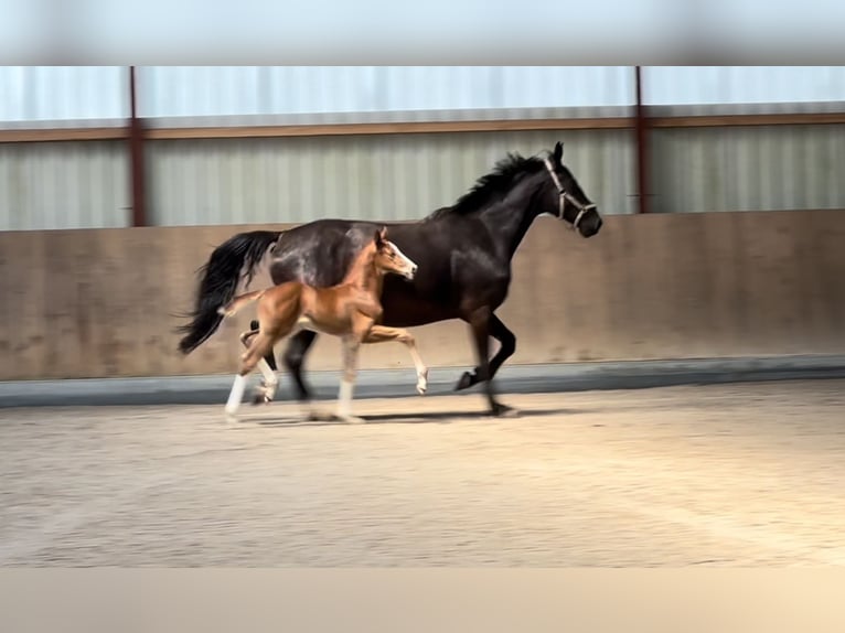 Oldenburg Stallion 1 year 16,3 hh Chestnut-Red in Berg