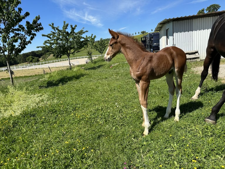 Oldenburg Stallion 1 year 16,3 hh Chestnut-Red in Berg