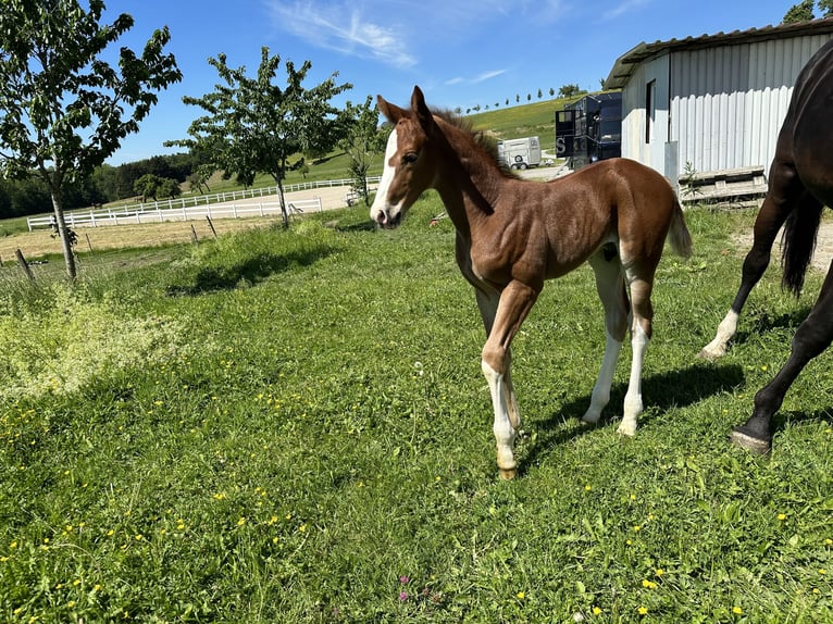 Oldenburg Stallion 1 year 16,3 hh Chestnut-Red in Berg