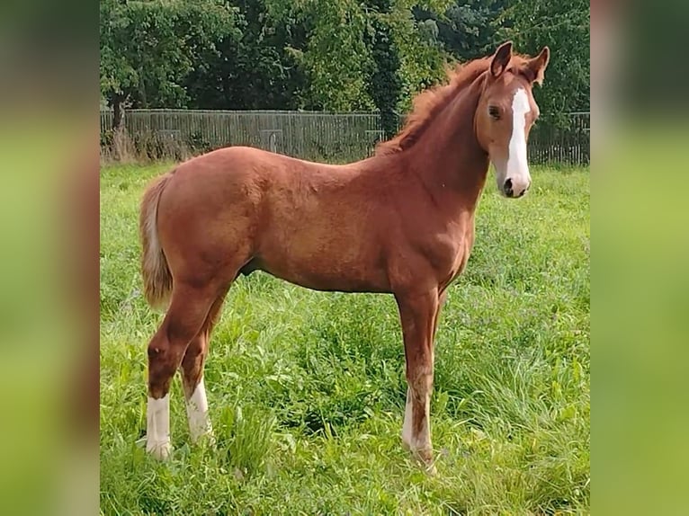 Oldenburg Stallion 1 year 16,3 hh Chestnut-Red in Weida