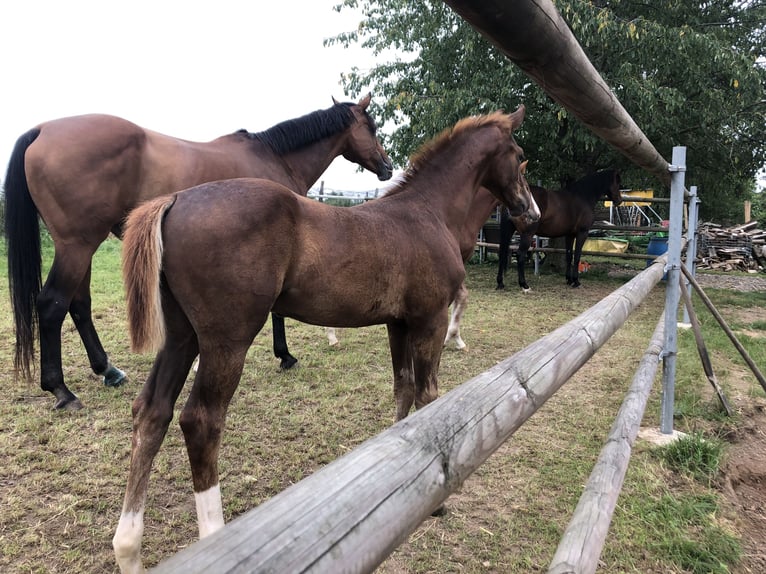 Oldenburg Stallion 1 year 16,3 hh Chestnut-Red in Weida