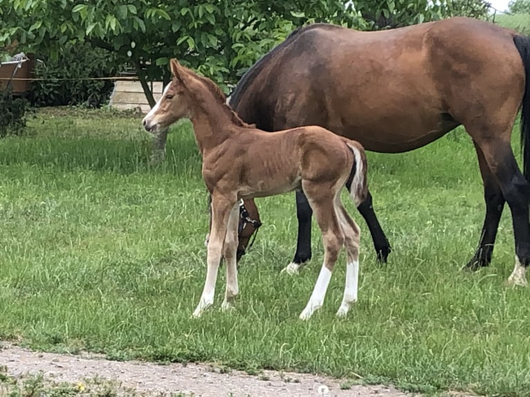 Oldenburg Stallion 1 year 16,3 hh Chestnut-Red in Weida