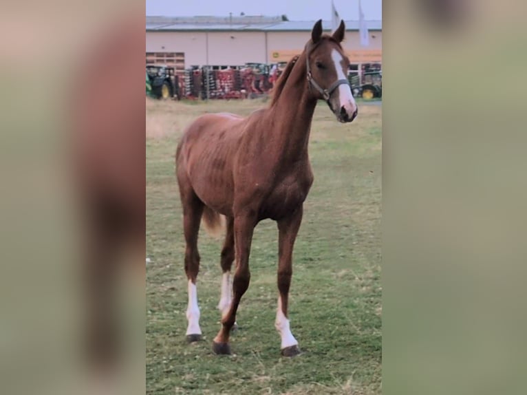 Oldenburg Stallion 1 year 16,3 hh Chestnut-Red in Weida