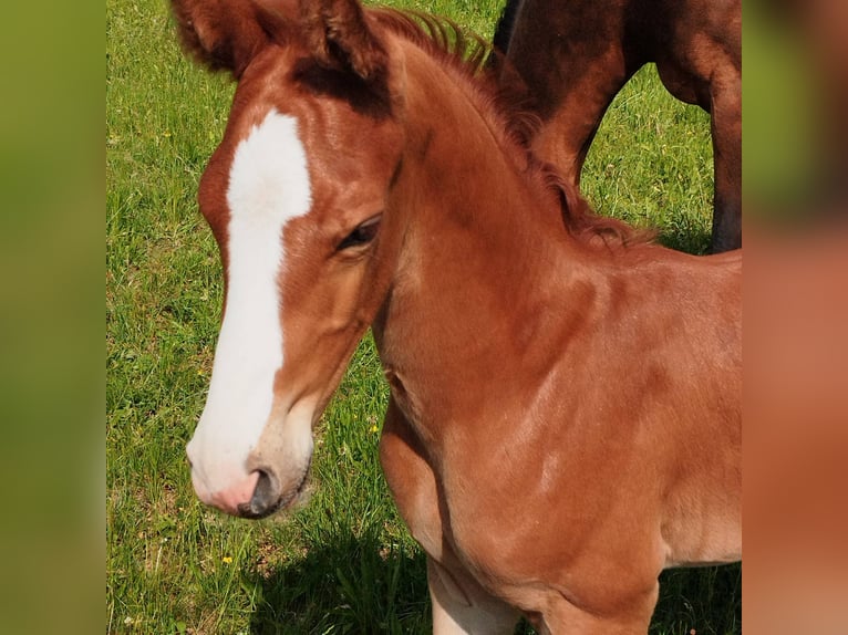 Oldenburg Stallion 1 year 16,3 hh Chestnut-Red in Weida