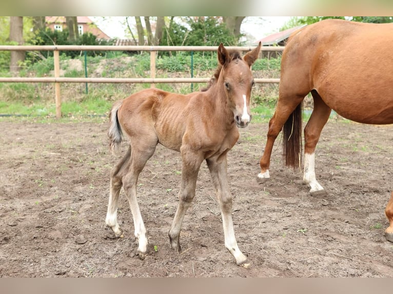 Oldenburg Stallion 1 year 16 hh Brown in Großefehn