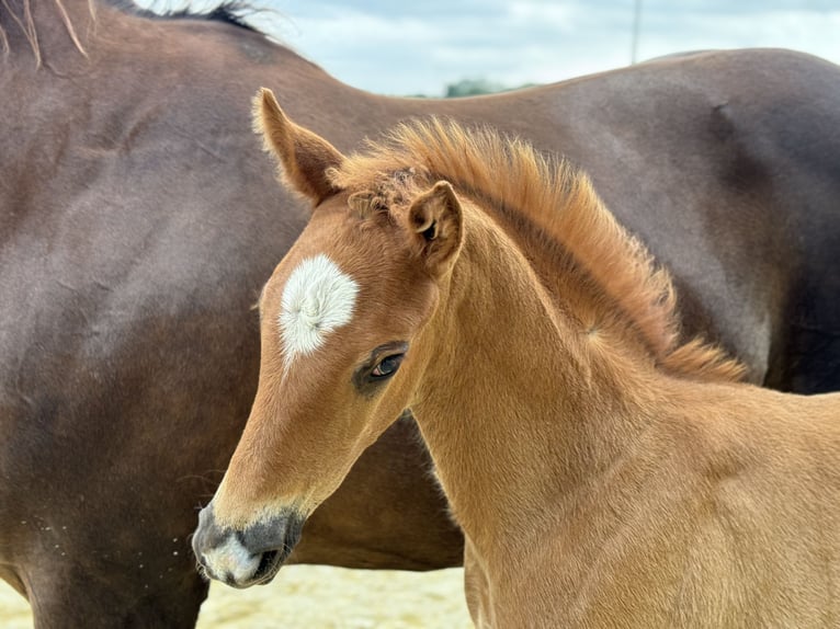 Oldenburg Stallion 1 year 16 hh Chestnut in Neuenkirchen