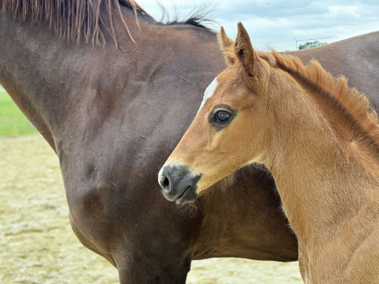 Oldenburg Stallion 1 year 16 hh Chestnut in Neuenkirchen