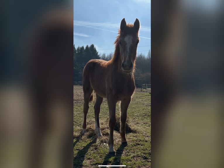 Oldenburg Stallion 1 year 16 hh Grey in Brokstedt