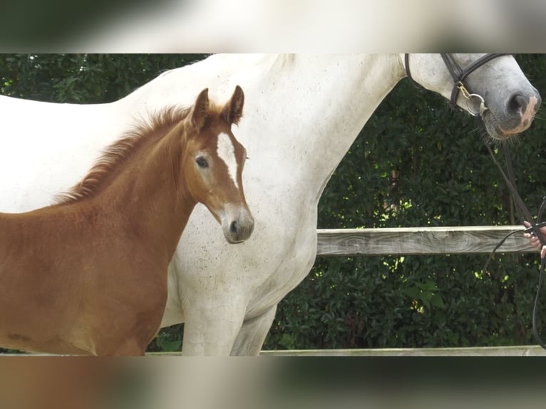 Oldenburg Stallion 1 year 16 hh Grey in Brokstedt