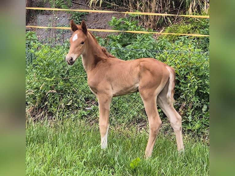 Oldenburg Stallion 1 year 16,1 hh Chestnut-Red in Drentwede