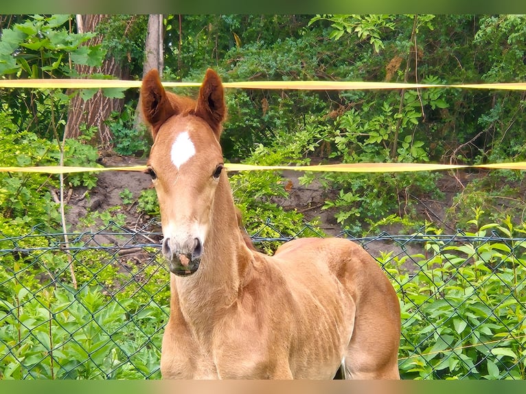 Oldenburg Stallion 1 year 16,1 hh Chestnut-Red in Drentwede