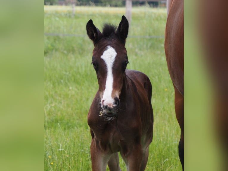 Oldenburg Stallion 1 year 16,2 hh Bay-Dark in Bramsche
