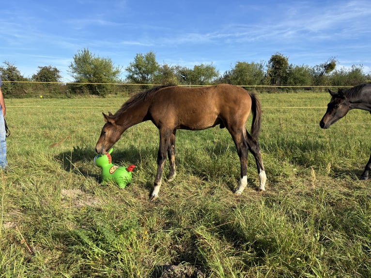 Oldenburg Stallion 1 year 16,2 hh Brown in Steinhöfel