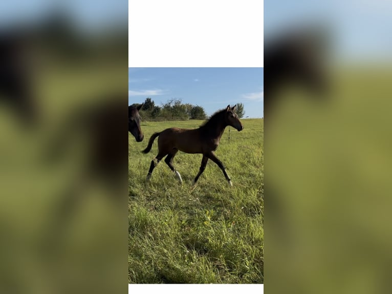 Oldenburg Stallion 1 year 16,2 hh Brown in Steinhöfel