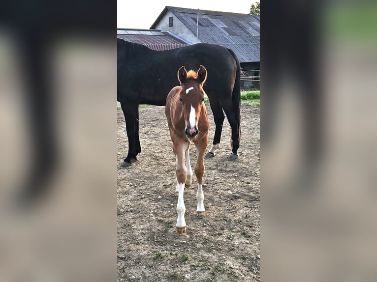 Oldenburg Stallion 1 year 16,2 hh Chestnut in Isny im Allgäu