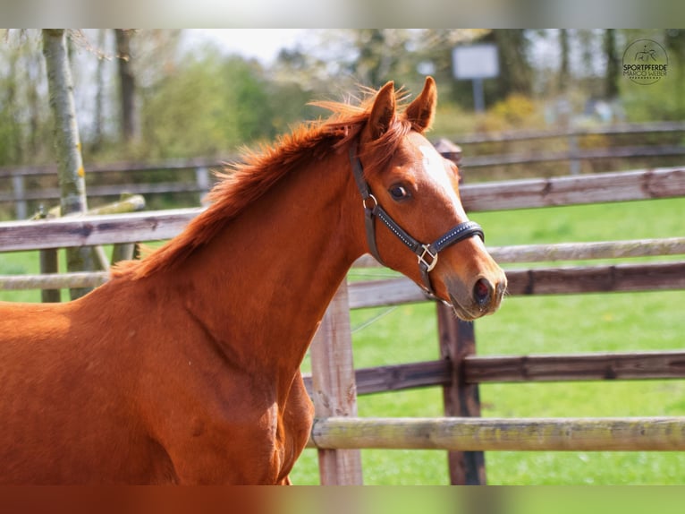 Oldenburg Stallion 1 year 16,2 hh Chestnut in Blunk