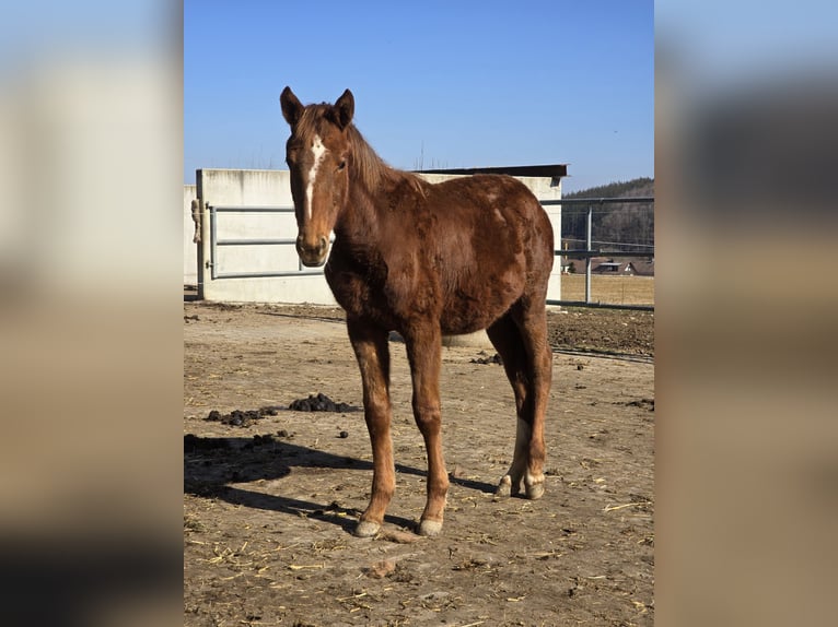 Oldenburg Stallion 1 year 16,2 hh Chestnut in Schwabm&#xFC;nchen
