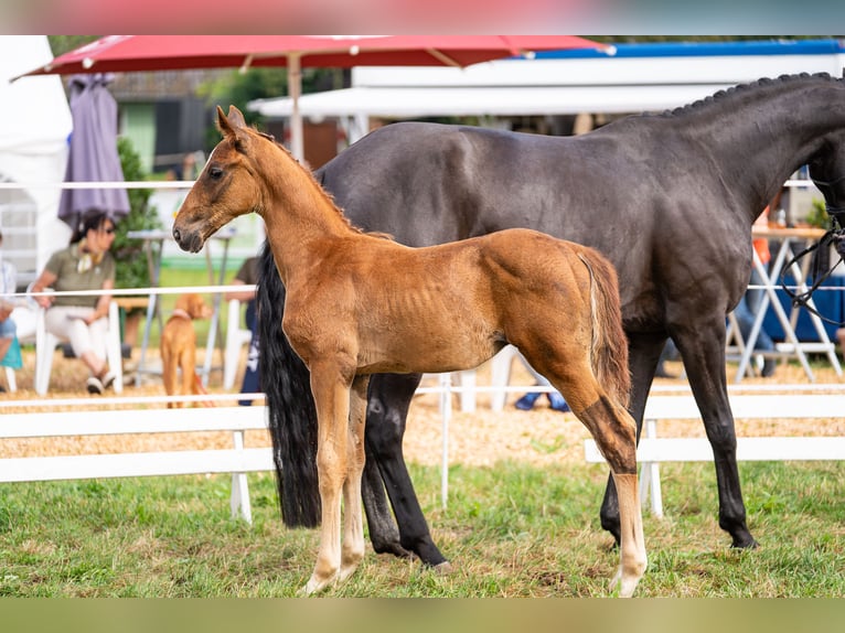 Oldenburg Stallion 1 year 16,2 hh Chestnut in Schwabm&#xFC;nchen
