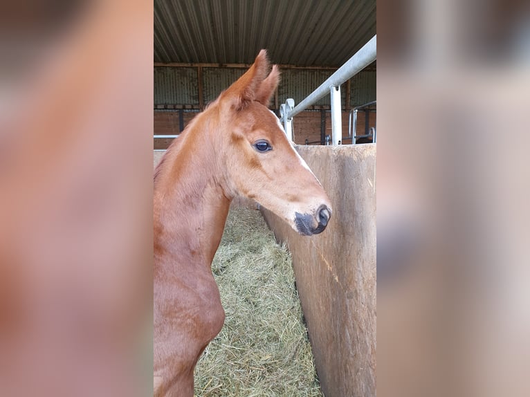 Oldenburg Stallion 1 year 16,2 hh Chestnut in Schwabm&#xFC;nchen