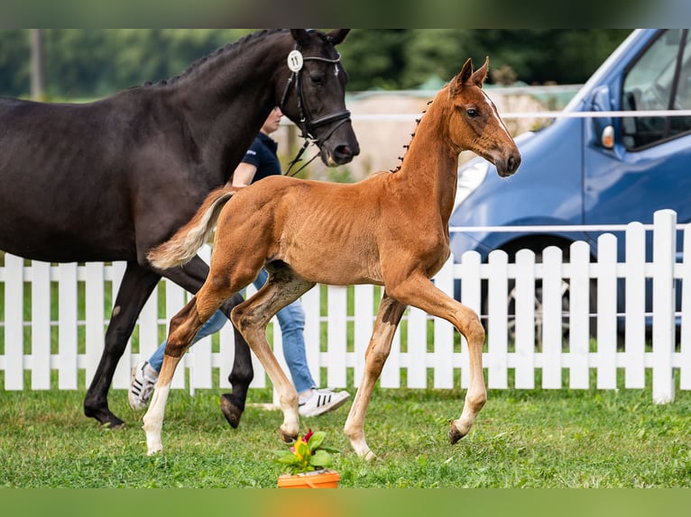 Oldenburg Stallion 1 year 16,2 hh Chestnut in Schwabm&#xFC;nchen