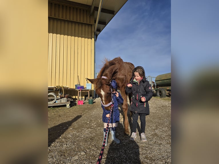 Oldenburg Stallion 1 year 16,2 hh Chestnut in Schwabm&#xFC;nchen