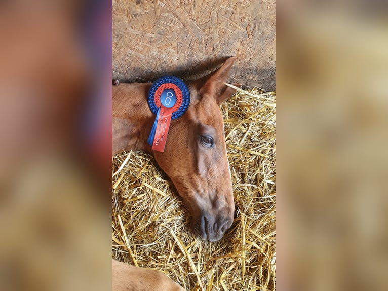 Oldenburg Stallion 1 year 16,2 hh Chestnut in Schwabm&#xFC;nchen