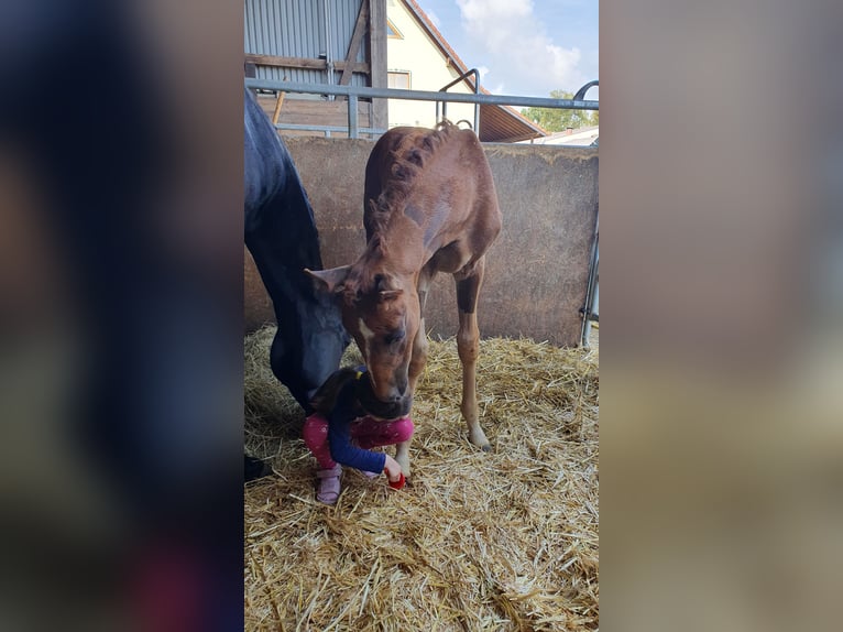 Oldenburg Stallion 1 year 16,2 hh Chestnut in Schwabm&#xFC;nchen