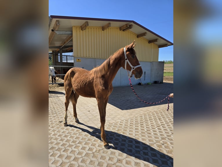 Oldenburg Stallion 1 year 16,2 hh Chestnut in Schwabm&#xFC;nchen