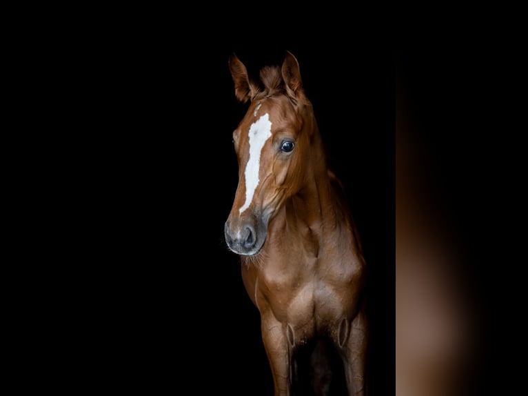 Oldenburg Stallion 1 year 16,2 hh Chestnut-Red in Radziejów