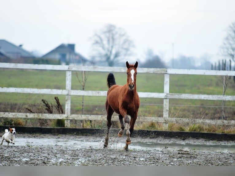Oldenburg Stallion 1 year 16,2 hh Chestnut-Red in Radziejów