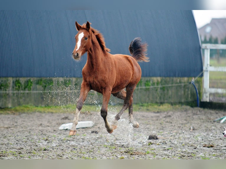 Oldenburg Stallion 1 year 16,2 hh Chestnut-Red in Radziejów