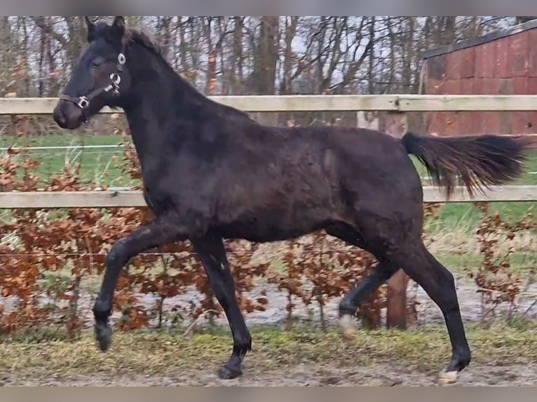 Oldenburg Stallion 1 year 16,2 hh in Wittmund