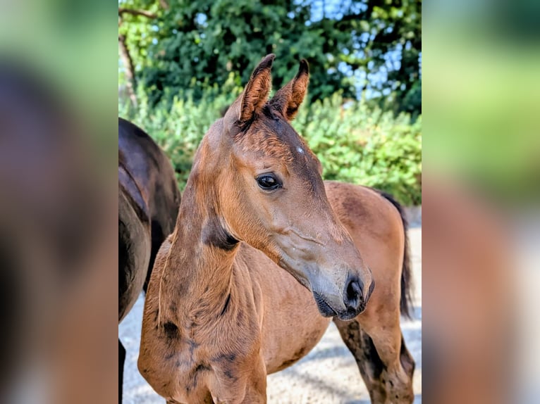 Oldenburg Stallion 1 year 16,2 hh in Steinfeld (Oldenburg)