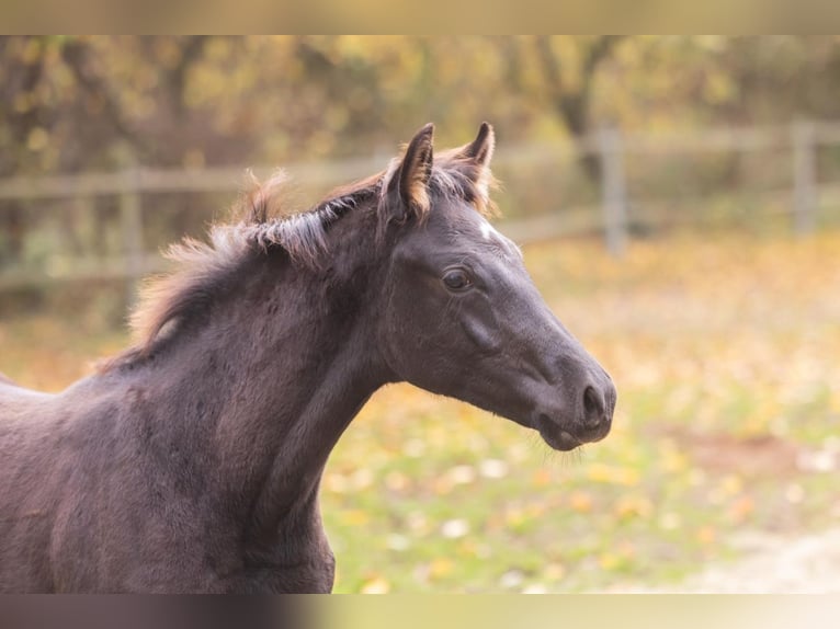 Oldenburg Stallion 1 year 16,3 hh Black in Bissendorf