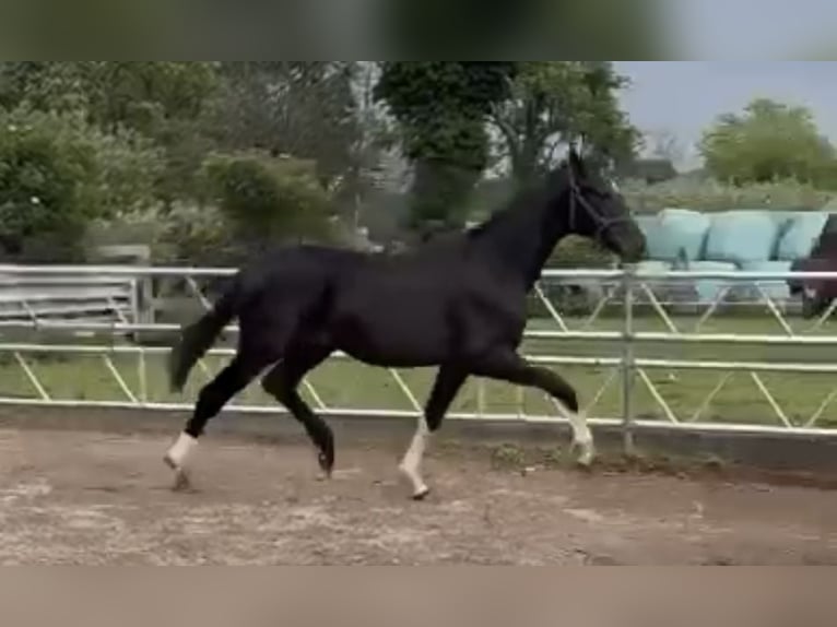 Oldenburg Stallion 1 year 16,3 hh Black in Essen