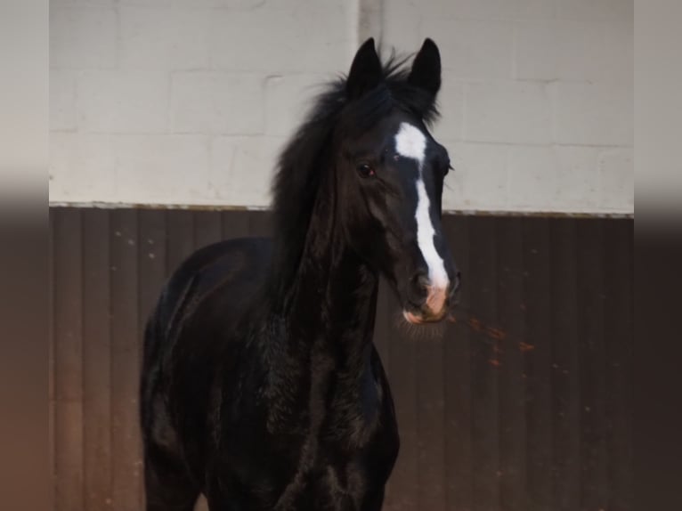 Oldenburg Stallion 1 year 16,3 hh Black in Bramsche