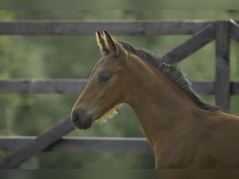 Oldenburg Stallion 1 year 16,3 hh Brown in Westouter