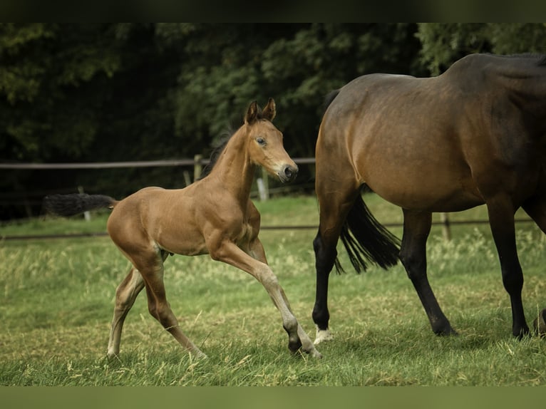 Oldenburg Stallion 1 year 16,3 hh Brown in Westouter