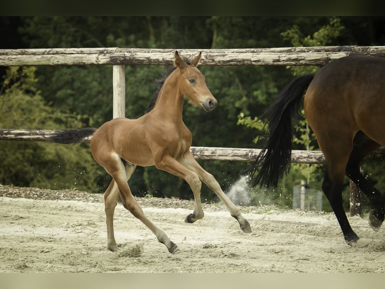 Oldenburg Stallion 1 year 16,3 hh Brown in Westouter
