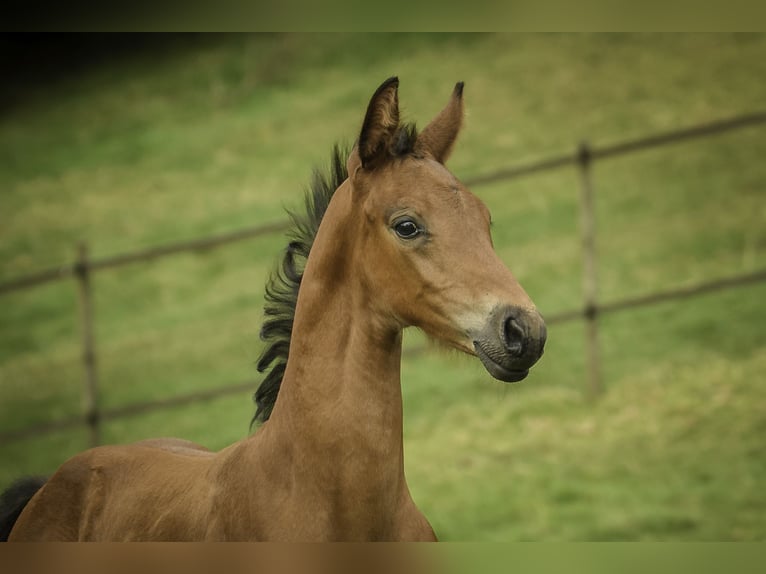 Oldenburg Stallion 1 year 16,3 hh Brown in Westouter