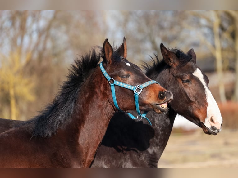 Oldenburg Stallion 1 year 17 hh Bay-Dark in Białogard