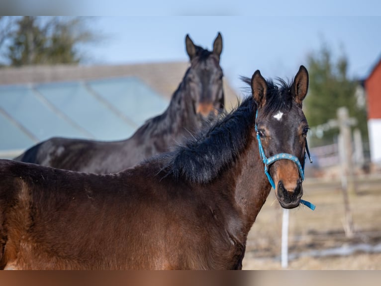 Oldenburg Stallion 1 year 17 hh Bay-Dark in Białogard