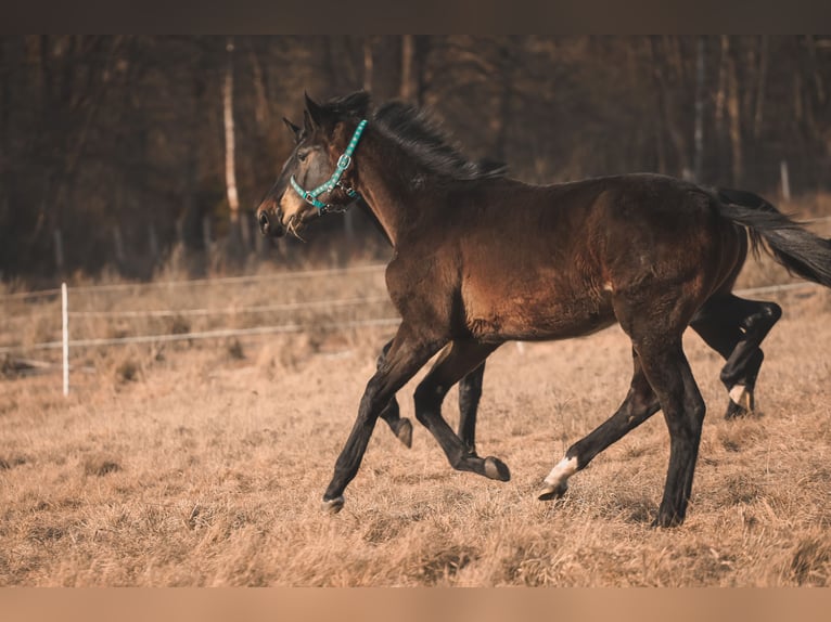 Oldenburg Stallion 1 year 17 hh Bay-Dark in Białogard
