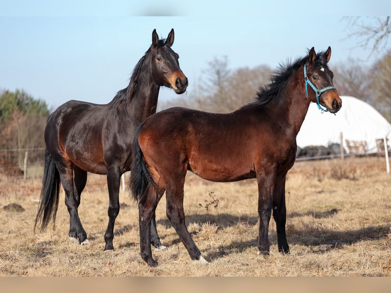 Oldenburg Stallion 1 year 17 hh Bay-Dark in Białogard